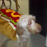 Montessori School at Lone Tree Photo - Chamois was a hot dog for Halloween!
