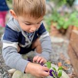 Caulbridge School Photo #8 - Caulbridge School offers Parent - Child programs that support parents and children as they prepare for pre-school and kindergarten. Our morning class engages the young child in nature and gardening activities. Current research shows a strong correlation between children spending time in nature and their healthy social, emotional and cognitive development.