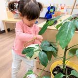 Guidepost Montessori School Photo #3 - Notice the child's focus and concentration as she meticulously dusts the leaves of this classroom plant. Care of self, and of all living and non-living things, is taught through practice in the Montessori classroom.