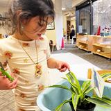 Pinyon Montessori Photo #4 - In a Montessori classroom, caring for plants is a hands-on, practical life activity that fosters responsibility, observation skills, and an appreciation for nature. Children learn to care for plants through activities like watering, dusting, and observing their growth. These activities teach them about the needs of living things and their role in the environment.