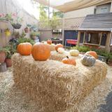 BunnyBears Preschool Photo #9 - a glimpse of the outdoors space, this is a festive fall picture !