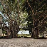 Saint Andrew's School Photo #23 - A view of campus through the banyan trees.