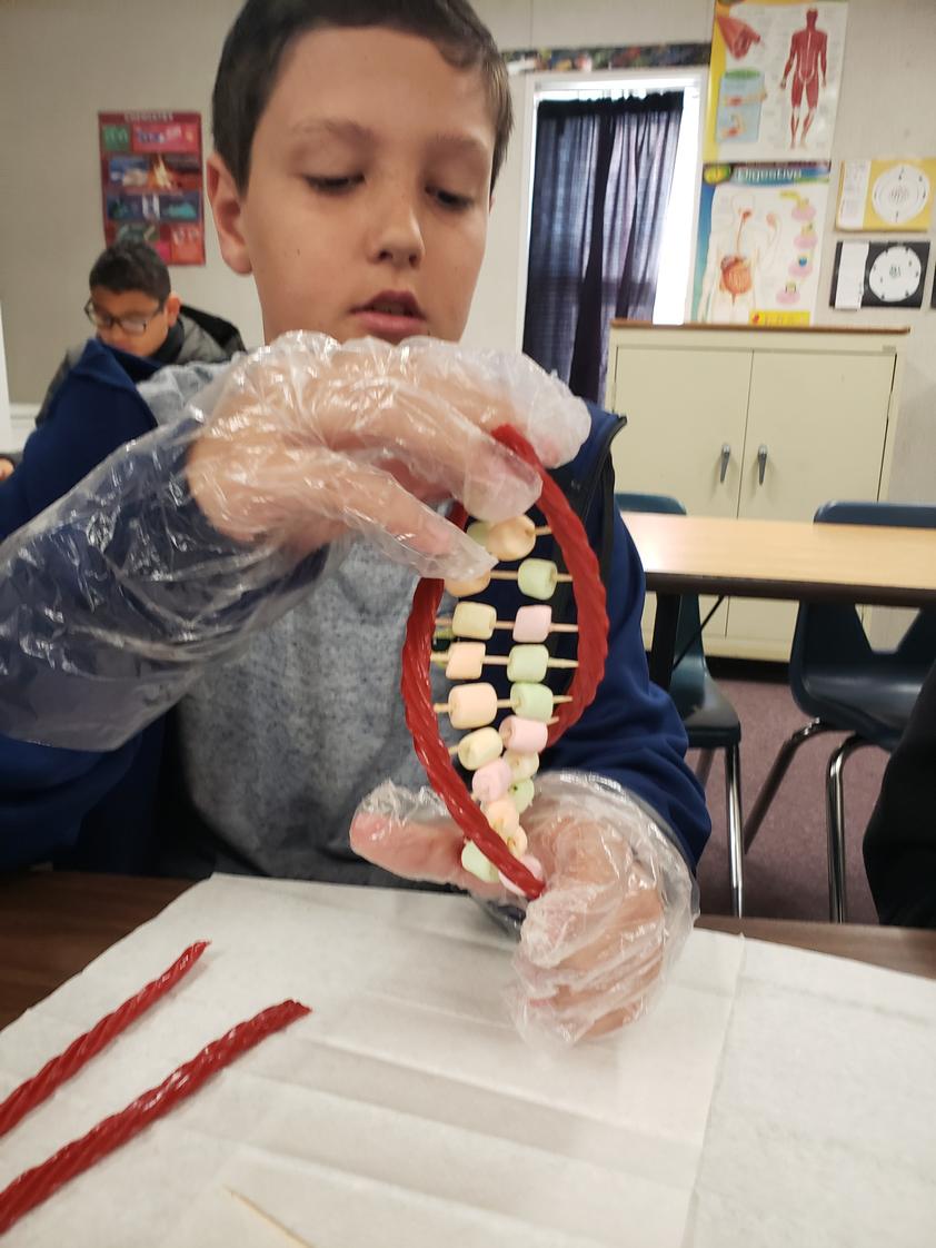 Crenshaw Academy Photo - Middle school life science modeling DNA with candy!
