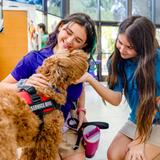 One School Of The Arts and Sciences Photo #3 - Kingston, our social emotional support dog.