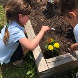 Carman Adventist School Photo #5 - PreK and Kindergarten planting their own garden on Carman Adventist School campus.