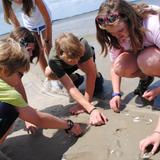 St. Andrew's School Photo #4 - Eighth graders studying ocean life on Tybee Island