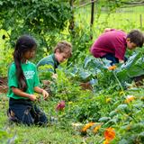 Kauai Christian Academy Photo #2 - Students work in the school garden